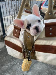 Creole Gardens Guesthouse and Inn