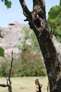 La Cummersa allombra dellUlivo