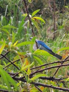 Casa Roble Cabaña romántica en la montaña de Costa Rica