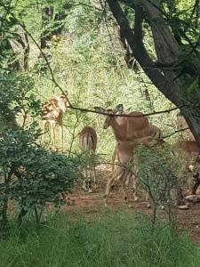 Hornbill House @ Zebula