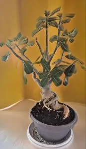 Casa Bonsai - Casa Mazzari