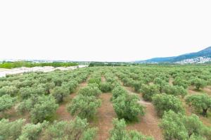 1141 Mas Oliva - Apivend Immo