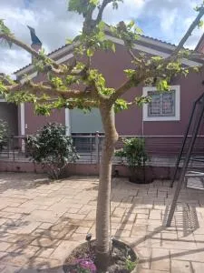 Village perfume - Velimákhion