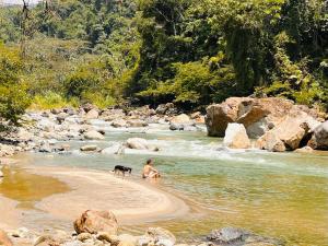 Casa Kiwi Jungle Lodge