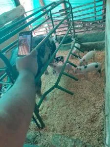 Granja La Gabriela - Heliconia