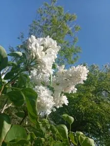 Entre terre et mer - Dannes