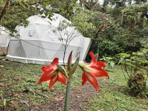 Refugio La Paz EcoGlamping