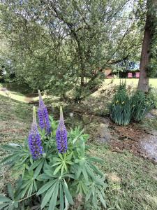 Maisons de vacances L'authentique Tonneau a Cidre d'Emma : photos des chambres