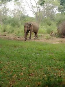 Soma Home Stay & Cabanas