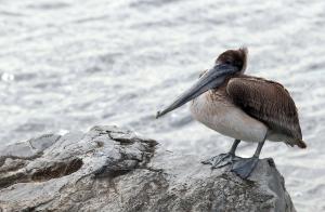 Dunes of Panama B-204