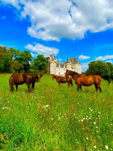 Château de la Pervenchère gîte des Cavaliers
