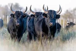 MANADE SAINT LOUIS Mas de La Paix - 希维雷尔