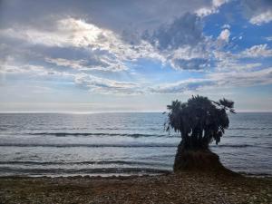 Mondrian Magic World - sea view first line of the beach