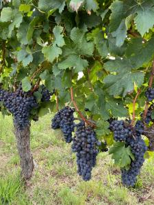 Maisons de vacances Logis Lavergne Neac Saint-Emilion : photos des chambres
