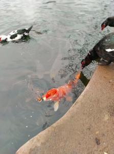 Maisons de vacances Coup de coeur charmante maison aux bois mures : photos des chambres