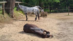Maisons de vacances Coup de coeur charmante maison aux bois mures : photos des chambres