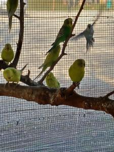 Alloggio agrituristico Zambon