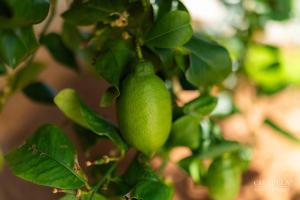 Citadela Veli Lošinj