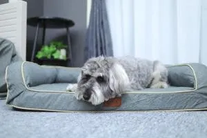 新潟駅から徒歩7分 ペットと泊まれる宿 DoggoInn Niigata503 - Nuttari Hinode-chō