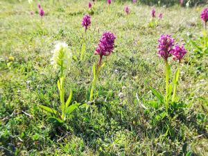 Havsutsikt med 50m till badstrand