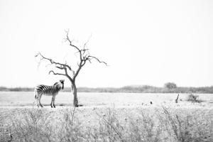 Wonderboom gate Madikwe Game Reserve Madikwe, 2874, South Africa.