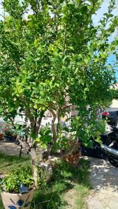 villa climatisée avec grande piscine