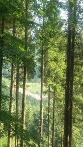 Appartements Gite forestier du Moulin (10 pers) : photos des chambres