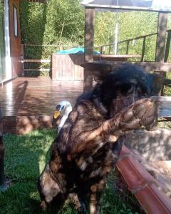 Chalé No Mundo da Lua