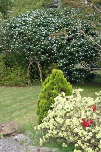 Stylish Scottish Manor, Coillemore House