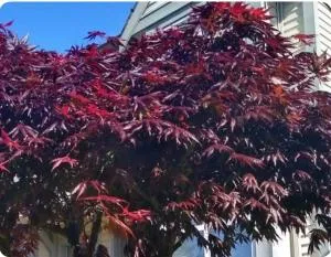 Marine Drive Station Entire House - Richmond