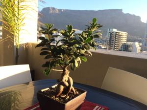 Apt 67 Long Street no loadshedding