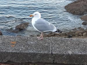 Appartements Urban Sunny & Cosy : photos des chambres