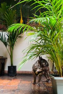 Hotel Posada de San Agustin