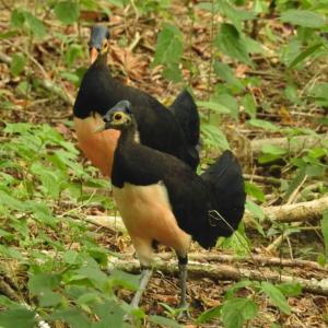 Pondok wisata Sorong