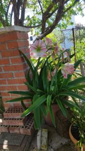 Apartmani Lucia 