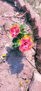 Tara Farmhouse - Sītāpur