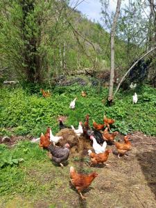 Holiday bungalows Pajkovir