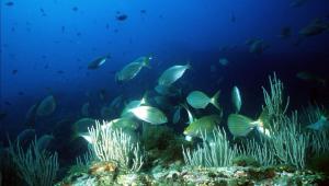 Appartements Appartement avec vue exceptionnelle sur mer : photos des chambres