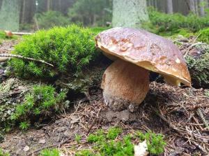 Frankenwaldhaus Comfortable holiday residence