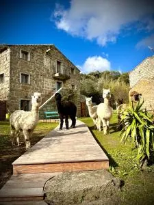 Les Bergeries de Figari - Pruno