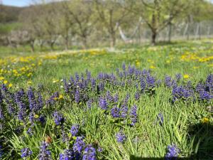 Grandpas House in Hateg