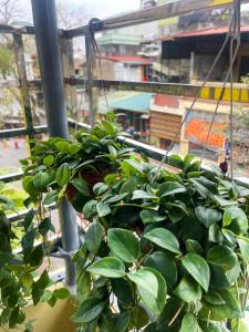 Sunny Garden Balcony in Old Quarter, Free Laundry, Free Water