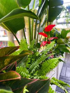 Sunny Garden Balcony in Old Quarter, Free Laundry, Free Water