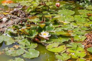 Villa Ninfea wonderful garden, business & relax