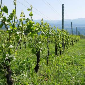 vacation house WAKURA わ蔵