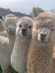 Maisons de vacances La petite Maison : photos des chambres