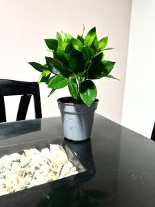 Jazz House Hurghada canter with WI FI