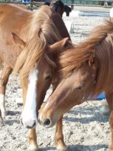 Gîte du manège - Domainepona - 鲁瓦西恩布里