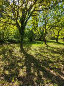Appartements Studio dans la foret provencale : photos des chambres