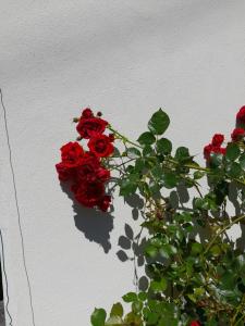 Casa delle rose